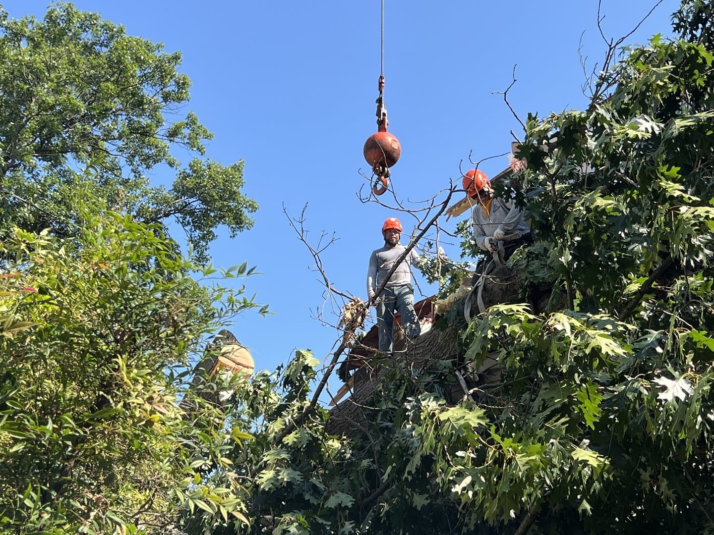 Spotted Lanternfly Egg Masses in Montgomery County: What to Do Before Spring