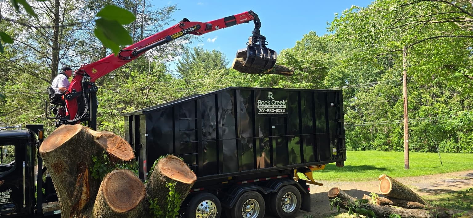 Protecting Your Lawn and Property During Tree Work