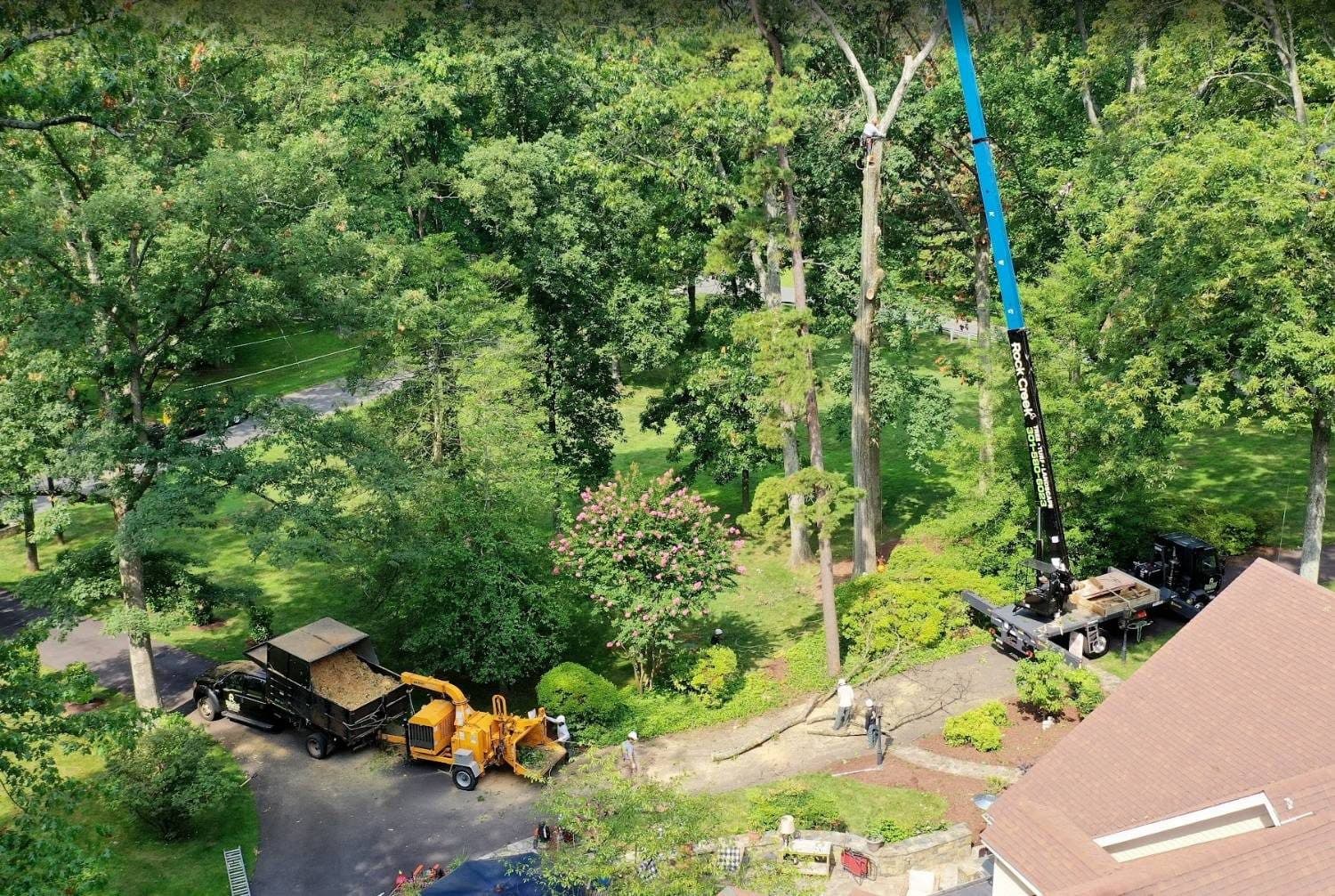 Tree Inspection and Oak Removal Beside a Septic Field in Rockville