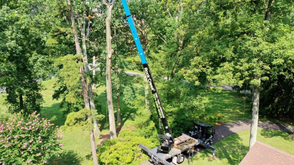 The rock creek crew using a crane to prune a tree