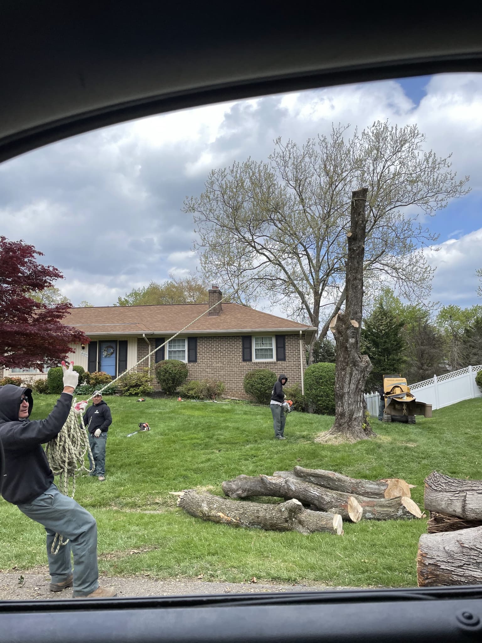 Common Questions to Ask When Hiring a Tree Removal Service