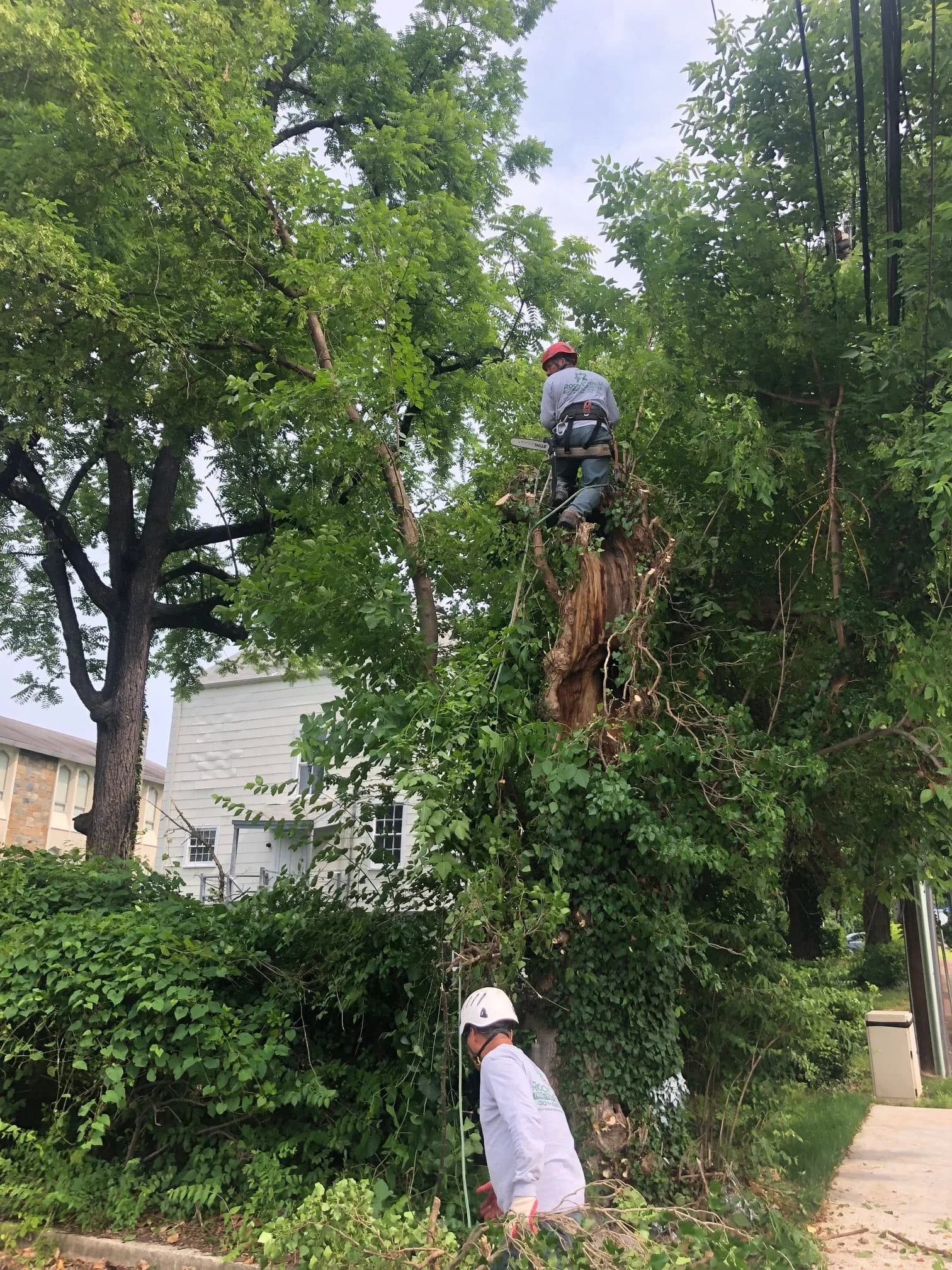 Power Lines and Trees: What You Need to Know