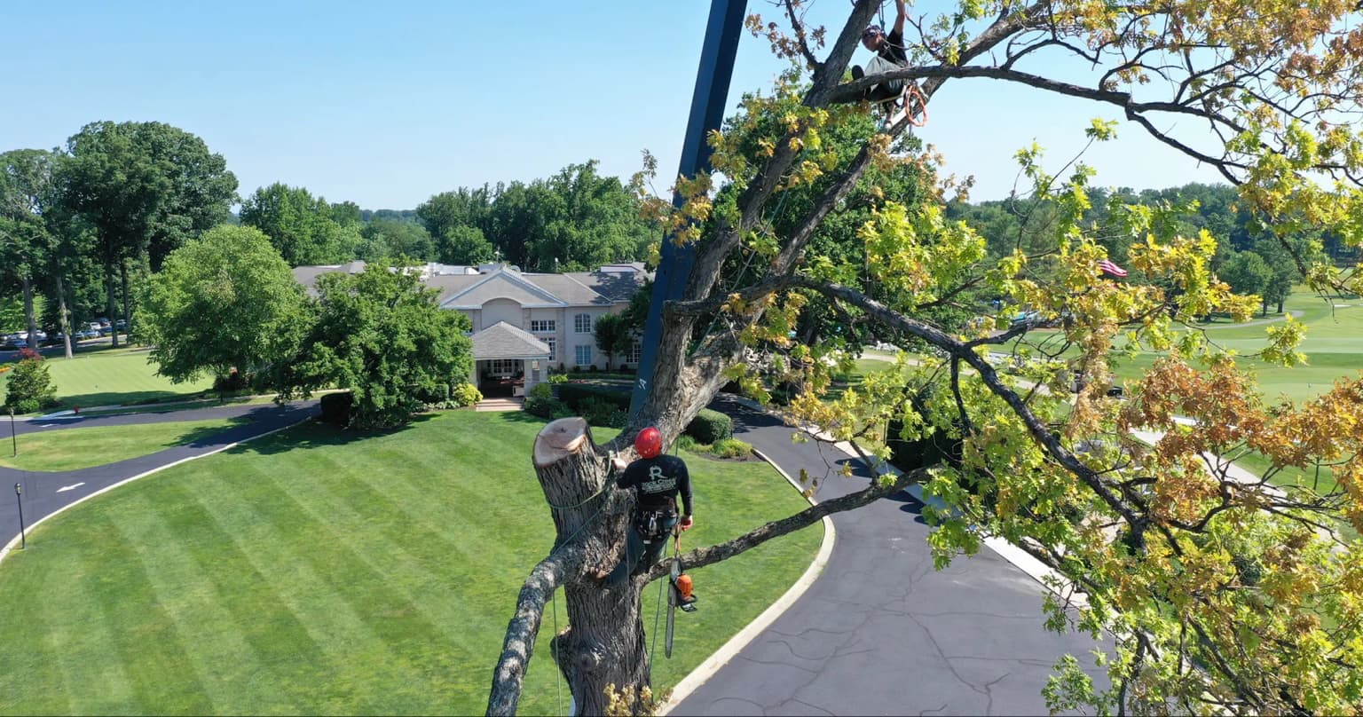5 Signs Your Tree Is Dying (And What to Do About It)
