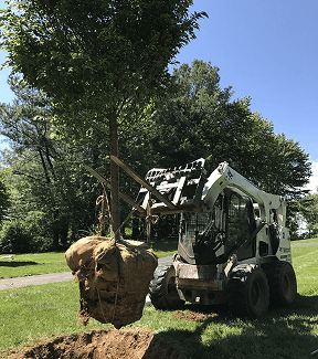 Best Shade Trees for Small Yards in Montgomery County