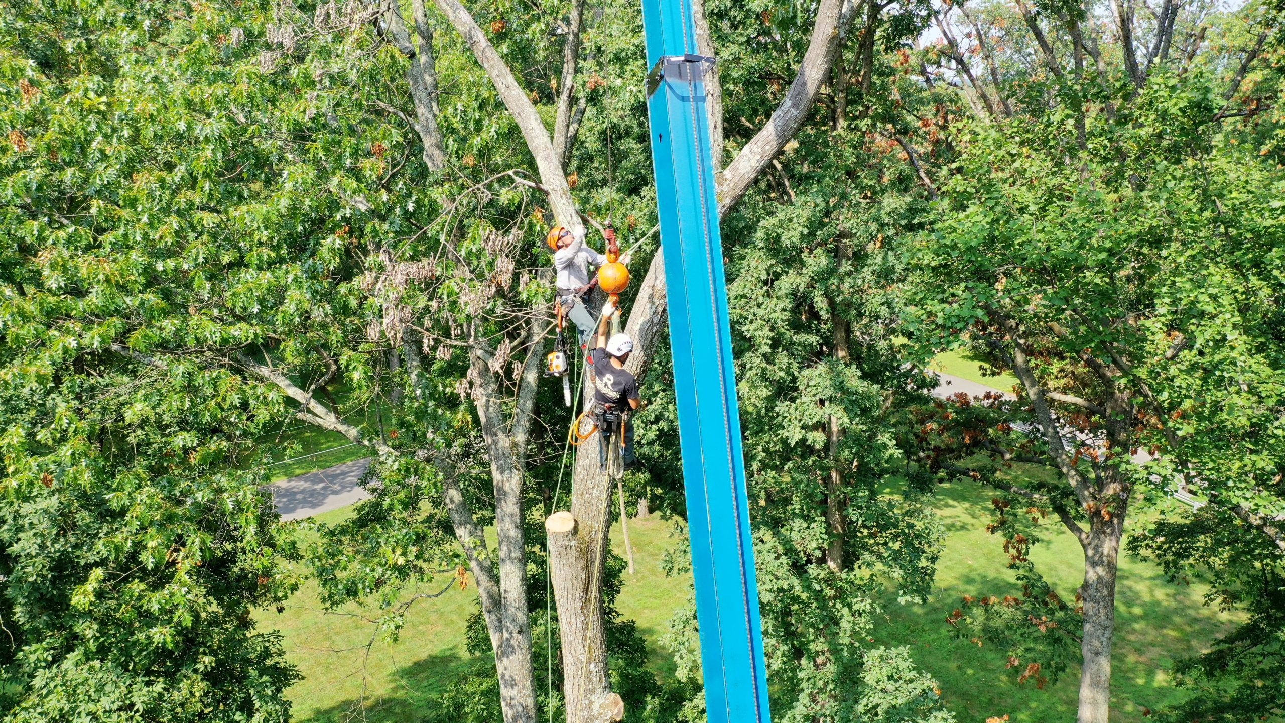 The Rock Creek crew trimming a tree with a crane in Potomac