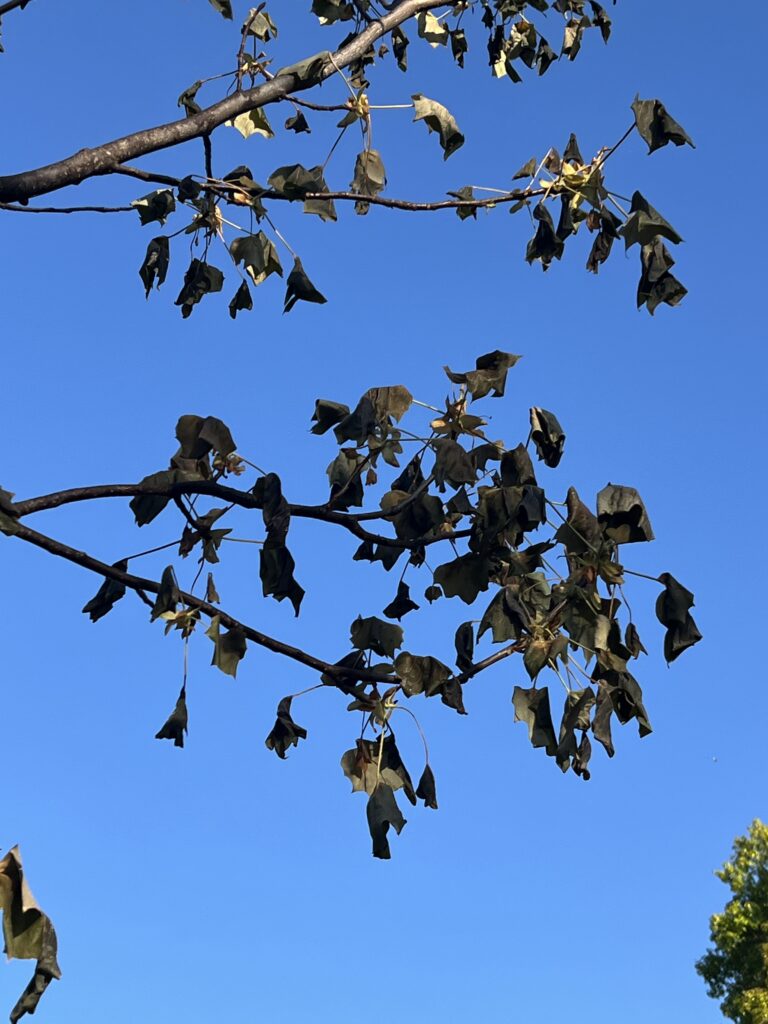Browing Trees Montgomery County
