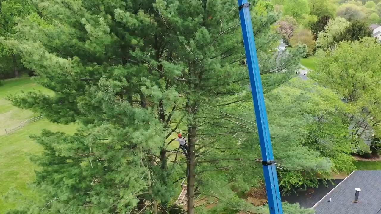 The Rock Creek crew removing a tree with the help of a crane in Germantown