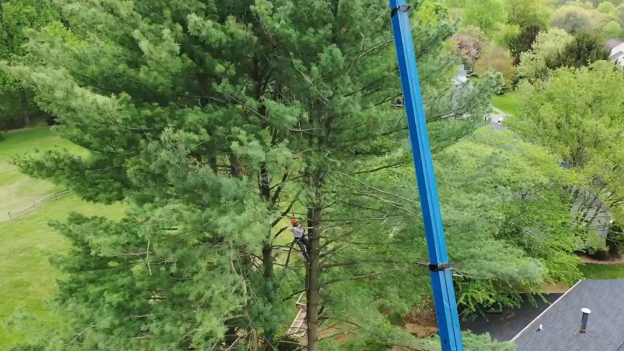 The Rock Creek crew removing a tree with the help of a crane in North Potomac